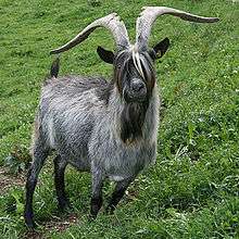 a grey goat with long horns