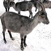 grey goats in snow