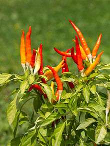 Red chili peppers on a bush