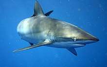 A slim, streamlined gray shark with a long snout, swimming in open water