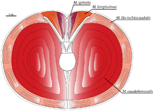 Cross-section of the tail muscles