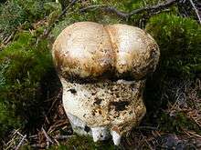 A white and beige mushroom with a slightly warty surface and patches of dirt growing amongst dried conifer needles and moss. Its cap is spherical, with gills still hidden, and has a deep groove running across it much like a pair of buttocks.