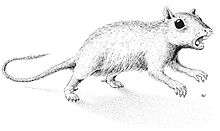 Drawing of Catopsbaatar, resembling a squirrel