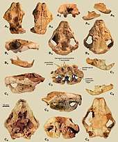 Collection of Catopsbaatar skull bones
