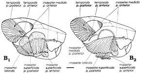 Two diagrams of a jaw and its muscles