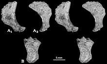 Six photos of three small pelvic bones