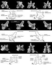 One vertebra from a number of angles, in photographs and drawings