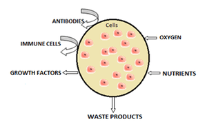 Schematic illustrating cell microencapsulation.