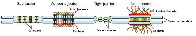 Some examples of cell junctions
