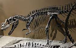 Skeleton cast at the Natural History Museum of Utah