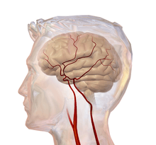 An illustration of the cerebrovascular system.
