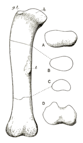 Drawing of a large limb bone