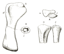 Drawing of arm bones