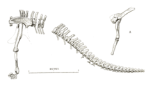 Drawing of the known skeleton in a life pose