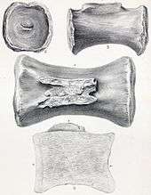 Drawing of a tail bone