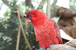 A red parrot with black eye-spots