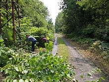 Volunteers of the CPIE Bocage de l'Avesnois grubbing-up Japanese knotweed along the path