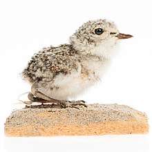 Image of Charadrius bicinctus chick (mount) in the collection of Auckland Museum