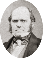 Studio photo showing Darwin's characteristic large forehead and bushy eyebrows with deep set eyes, pug nose and mouth set in a determined look. He is bald on top, with dark hair and long side whiskers but no beard or moustache.