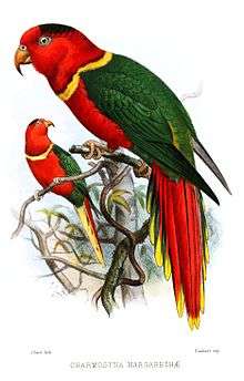 Drawing of a red parrot with black crown, yellow neck ring and tail tips, and green wings