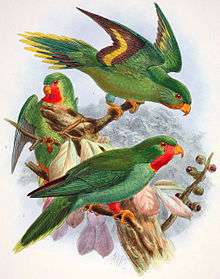 Drawing of two green parrots with lighter bellies and red faces and necks, and one with no red and yellow and maroon stripes on underside of wings
