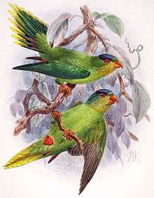 Drawing of two light green parrots with darker wings, red beaks, and yellow chins and tail tips