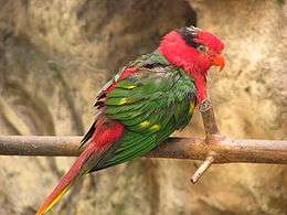 Red parrot with black crown and green wings with yellow spots
