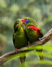 Two green parrots with red beaks, one male with red sides and blue cheeks, and one female with yellow flecked cheeks