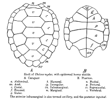 Drawing of turtle carapace and plastron showing respectively, vertebral, costal, marginal, and supracaudal and intergular, gular, pectoral, abdominal, humeral, femoral, anal, axillary (anterior inframarginal), and ingiunal (posterior inframarginal) shields