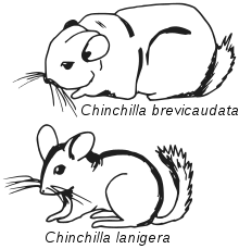 sketch drawings of Chinchilla brevicaudata and Chinchilla lanigera, emphasizing the distinct features of each species. brevicaudata is shown excessively fat or fluffy and lanigera mouse like with a perky tail