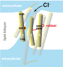 iChloC structure