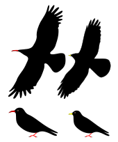  Diagrams of the two chough species perched and in flight