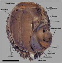 Dorsal view shows a double comb-like ctenidium on the left side. There are circulatory system structures and a digestive gland on the right side. The body is surrounded by dark sceles.