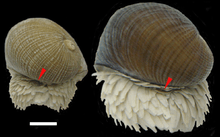 Back side of two snails. Operculum is visible among numerous scales.