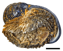 Apertural view of a dark globose shell. There is a foot extended from the aperture. The foot is covered by dark scales.