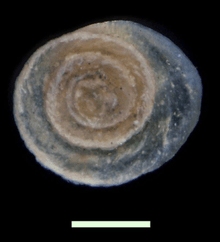 Rounded operculum on a dark background.