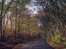 Orlestone Forest