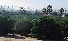 Panoramic view of the citrus groves in the Arlington Heights area of Riverside, California.