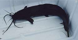 A cooler holding a dark fish with a cylindrical body, four long barbels that look like whiskers, and stumped fins