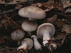 A group of seven grey-brown mushrooms of varied size growing in oak leaves, three of them having been keeled over to show their gills. Their cap's margin is rolled, the gills adnate, and the stem widens toward the base.