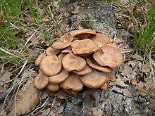 A tight clump of dry-looking, brown mushrooms with the margins higher than the center of the cap; they grown out of what appear to be the root of a tree.