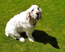 A mostly white dog sitting on grass. Its shadow is noticeable on the ground.