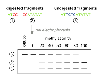 The quantification step of Combined Bisulfite Restriction Analysis, taking place after restriction digestion.  The digested PCR fragments are separated and visualized by gel electrophoresis, and the DNA methylation level of the input DNA can be determined by quantifying the comparing the amount of DNA in the digested and undigested bands.