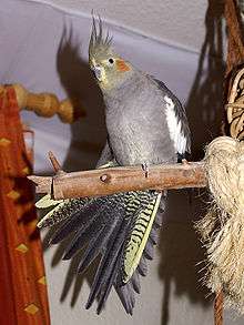 A grey parrot with white wings (except for the edges), a red cheek, and a yellow-grey head