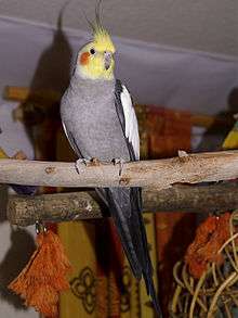 A grey parrot with white wings (except for the edges), a red cheek, and a yellow head
