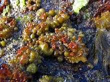 Sea Bubble (Colpomenia sinuosa), Cabrillo National Monument tidepools, San Diego, California, USA