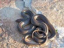 A snake, Dolichophis caspius