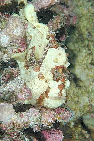 A Commerson's frogfish: disruption and mimicry