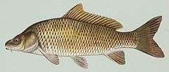 An illustration of the carp.