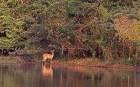 A bushbuck stands in a calm river browsing on the thick vegetation along the shore.